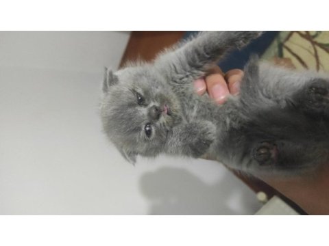 Safkan erkek dişi scottish fold