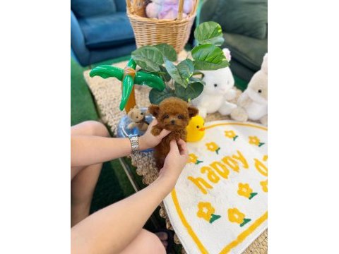 Şecereli toy poodle veteriner kontrollü yavrular