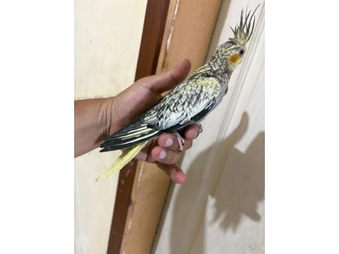 43 günlük akıllı sultan papağanı bebek