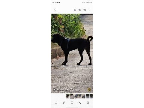 Köpeğimize çok çok acil yuva