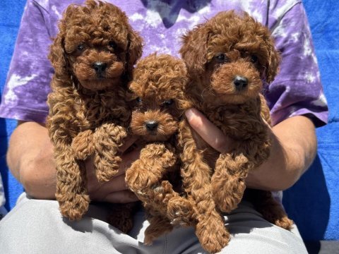 Ankaranın en seçkin toy poodle yavruları