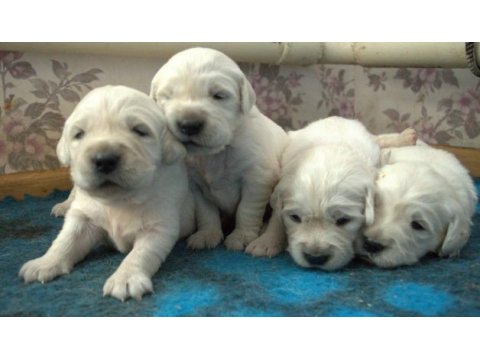Golden retriever adrese teslim kapıda ödeme yapabilirsiniz