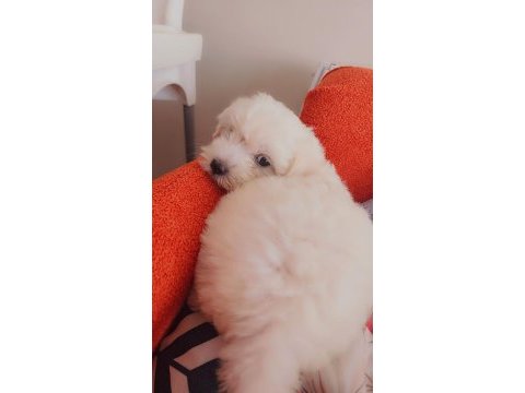 Maltese terrier orjinal malta köpeği