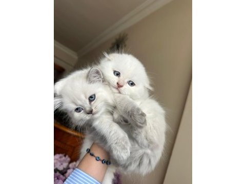 Küçük minik totis scottish fold yavrular