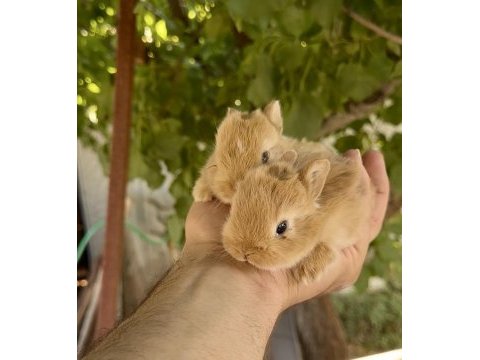 Karamel ve beyaz netherland dwarf tavşan