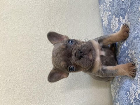 Lilac and tan french bulldog bebekler