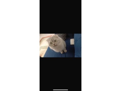 Damızlık scottish fold kedisi