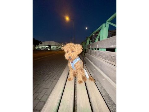 Sevgi dolu 6 aylık toy poodle yeni ailesini bekliyor