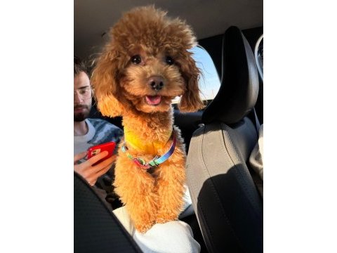Toy poodle 1 yaşında
