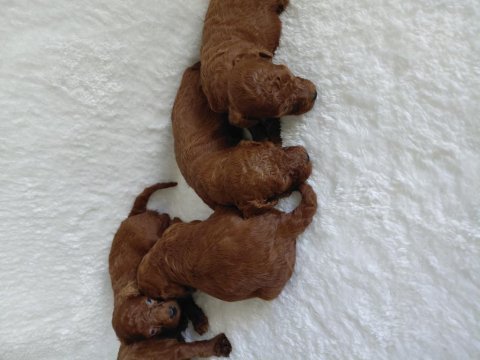 Orijinal kg garantili toy poodle bebekler