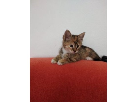 Acil yavru kedim