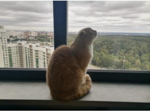 4 yaşında erkek scottish fold