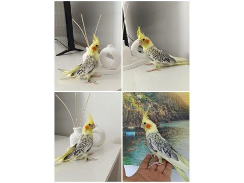42 günlük ev üretimi ele alışkın