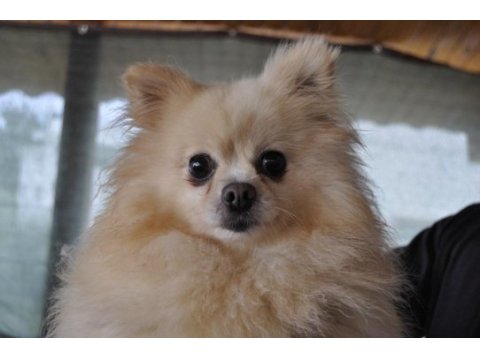 Yetişkin pomeranian