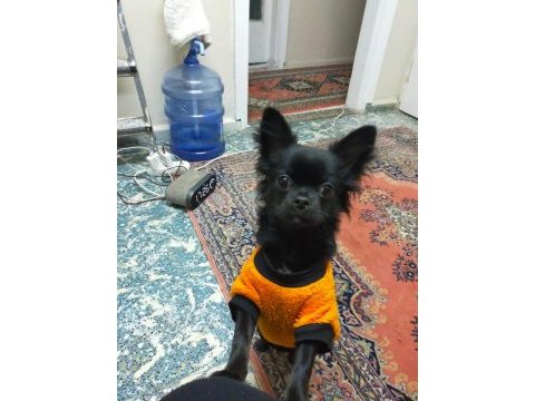 1.5 yaşındaki chihuahua oğlumuza eş arıyoruz