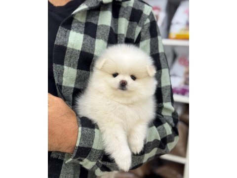 2 aylık pomeranian köpek