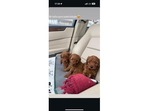 Teslime hazır poodle bebişler