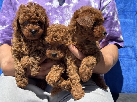 Petmode köpek çiftliğinden toy poodle yavrularımız