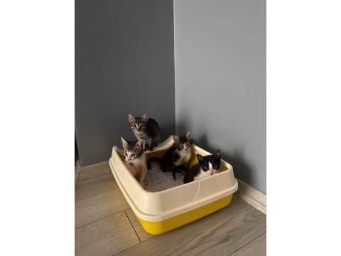 1.5 aylık dişi tekir kedimiz kaju