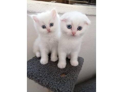 Scottish fold güzellik pofidik