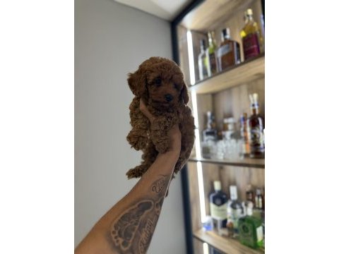 Oyun delisi poodle bebekler