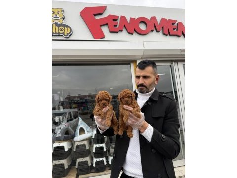 Show kalite toy poodle yavruları fenomen pets ankara