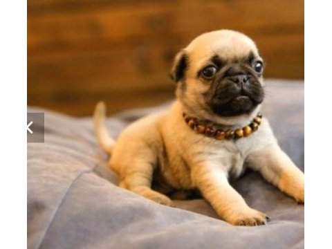 Satılık 2 aylık pug köpeğim