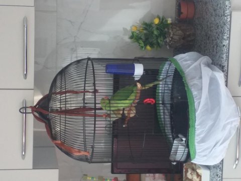 Yaklaşık 9 aylık pakistan papağanı