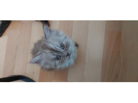 Ender renkte british longhair kızımız
