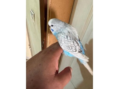 30 günlük kusursuz 3 jumbo erkek bebek muhabbet