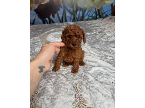 Koyu renk toy poodle yavruları 