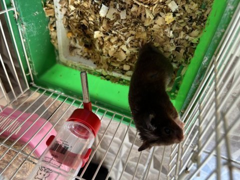 Ücretsiz hamster yavrular