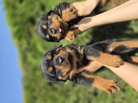 Safkan şecereli soydan rottweiler yavrular