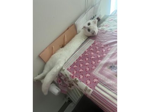 Şımarık nazlıcan scottish fold