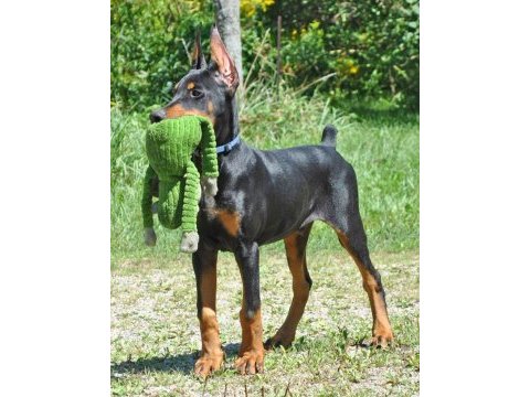 3 aylık aşıları tamamlanmış safkan doberman