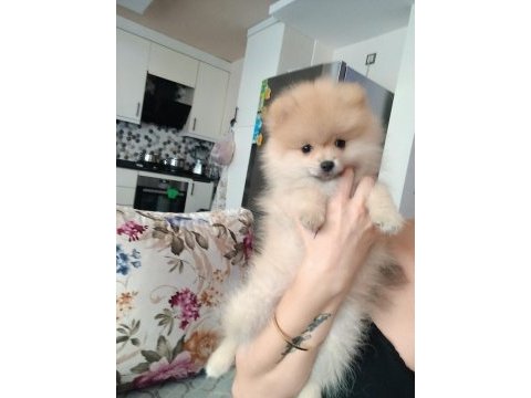 Pomeranian erkek 3 aylık