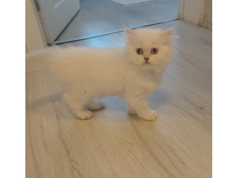 British longhair dişi kedimiz