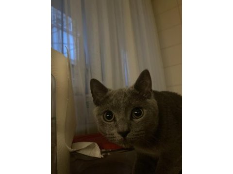 British shorthair kedisi
