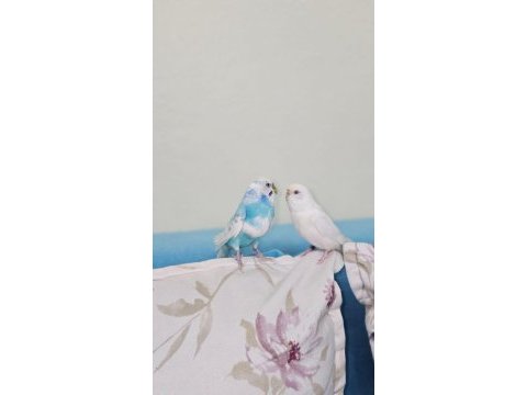 Çift dişi albino mavi parçalı erkek muhabbet kuşu