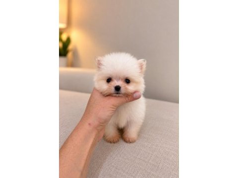 Pomeranian teacup bebeğimiz 