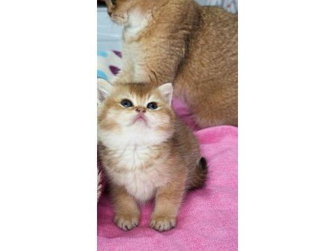 Ny12 safkan british shorthair bebekler