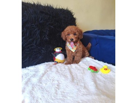Peluş bir erkek poodle