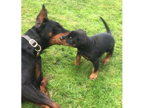 A kalite doberman yavruları