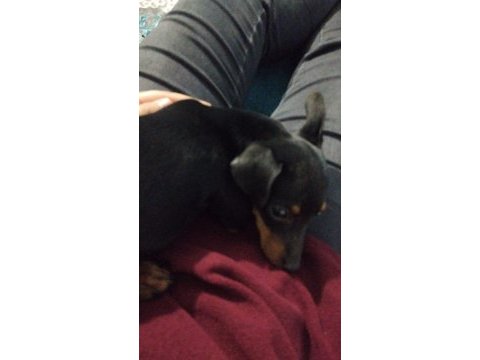 Yavru pinscher
