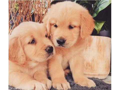 Baby face golden retriever bebekler