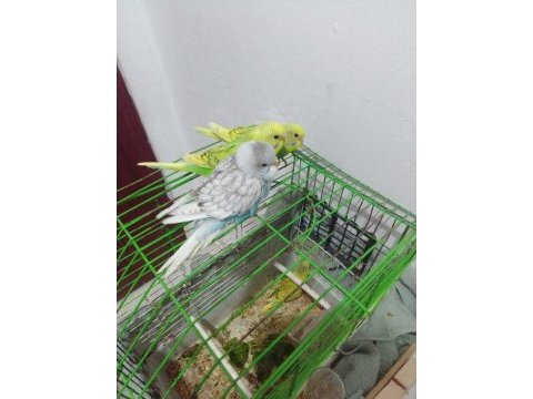 Yavru muhabbet kuşları