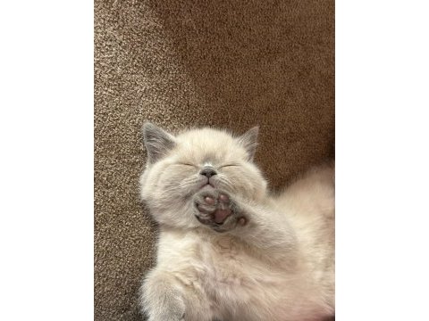 British shorthair blue point safkan bebekler