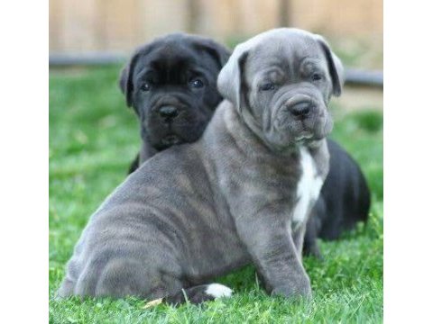 Dev cane corso yavrular