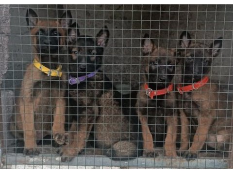 Malinois yavrular