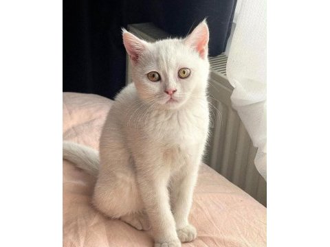 British shorthair dişi 3 yaşında